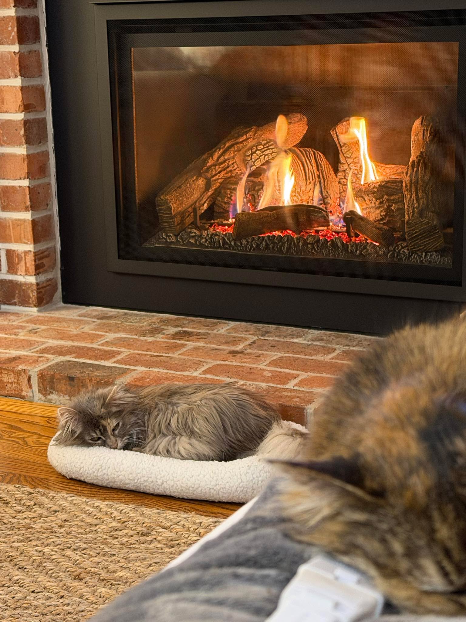 Flora-Dora is enjoying the new fireplace.
