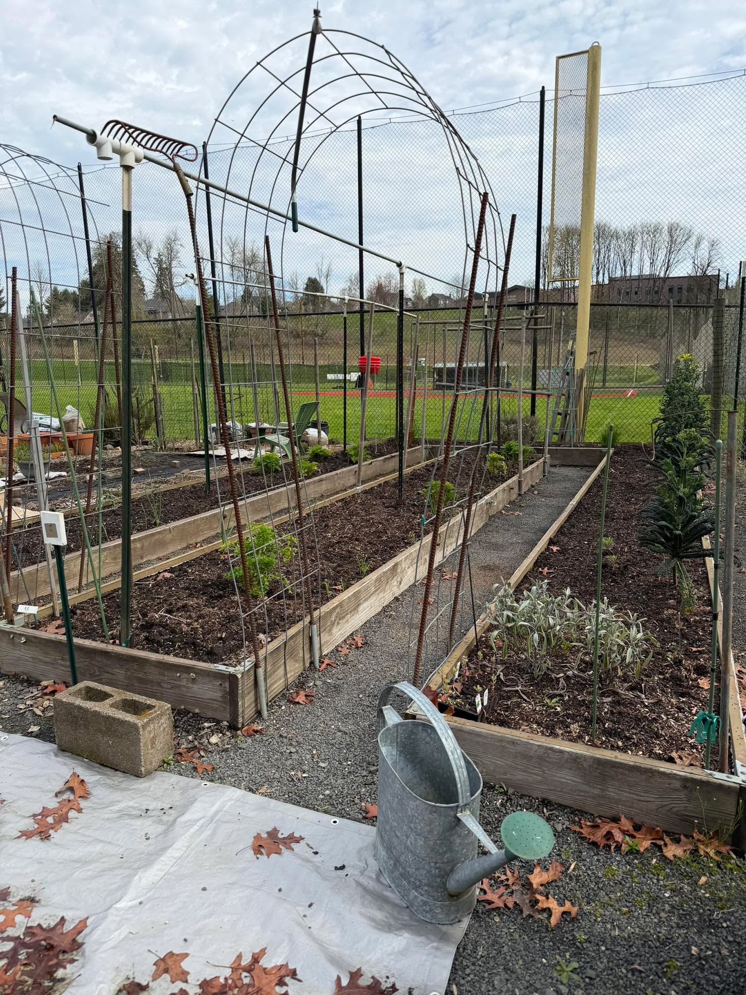 The garden looks so different in the winter months.