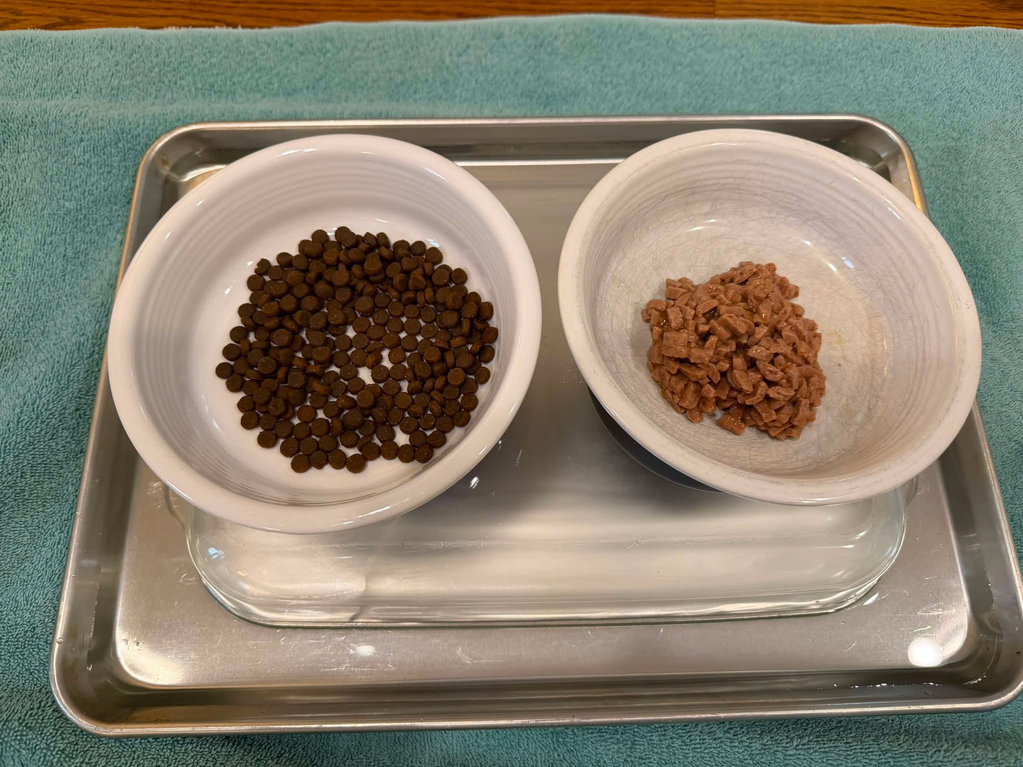 When you live on an ant 🐜 hill and your cats 🐈 🐈‍⬛ demand a midnight snack!